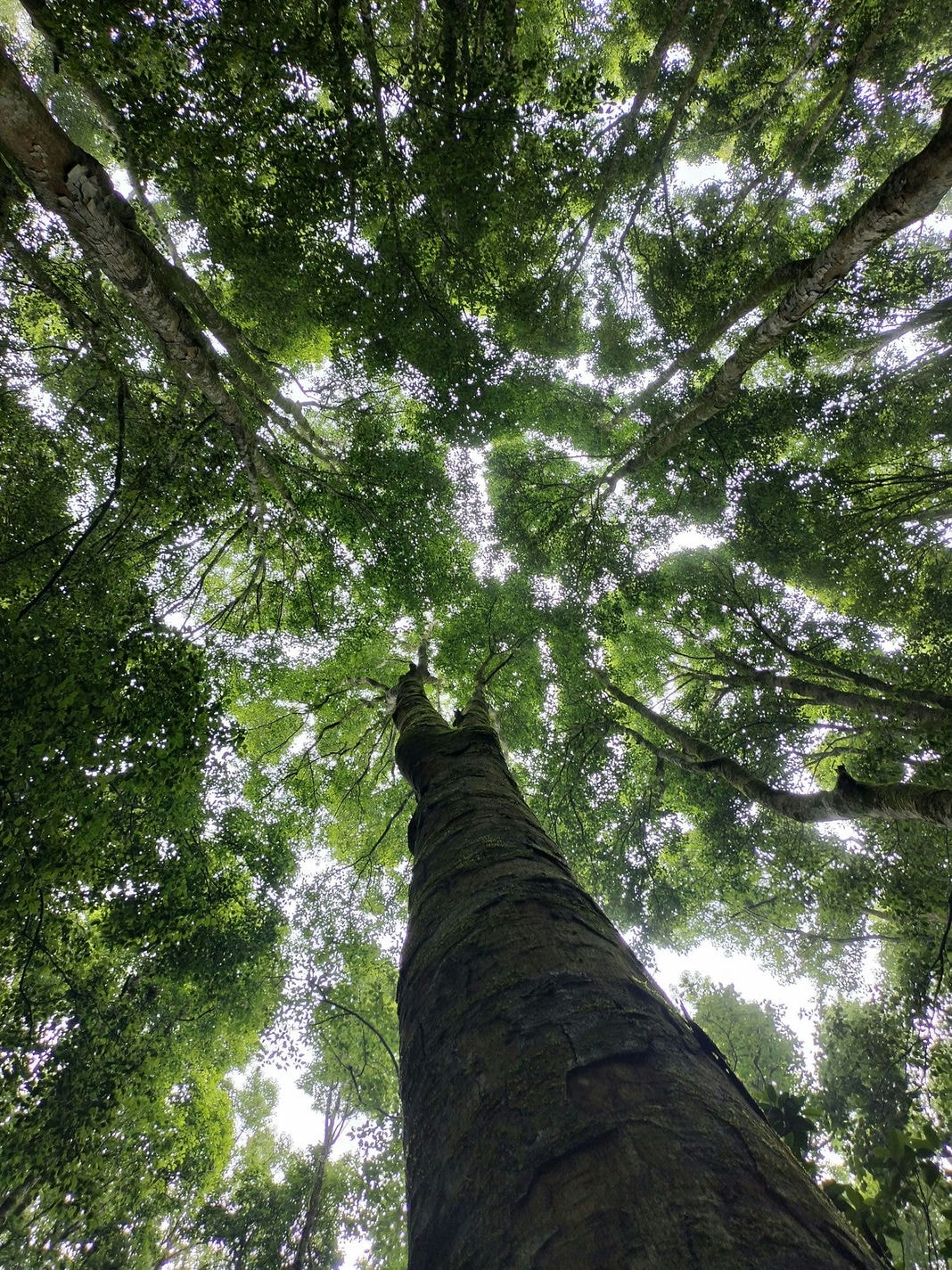 Reiki with Crystals - Bali Bliss